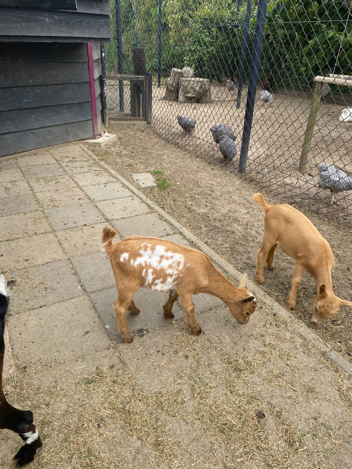Mooie dwerggeit dekbok, Dieren en Toebehoren, Schapen, Geiten en Varkens, Mannelijk, Geit, 0 tot 2 jaar