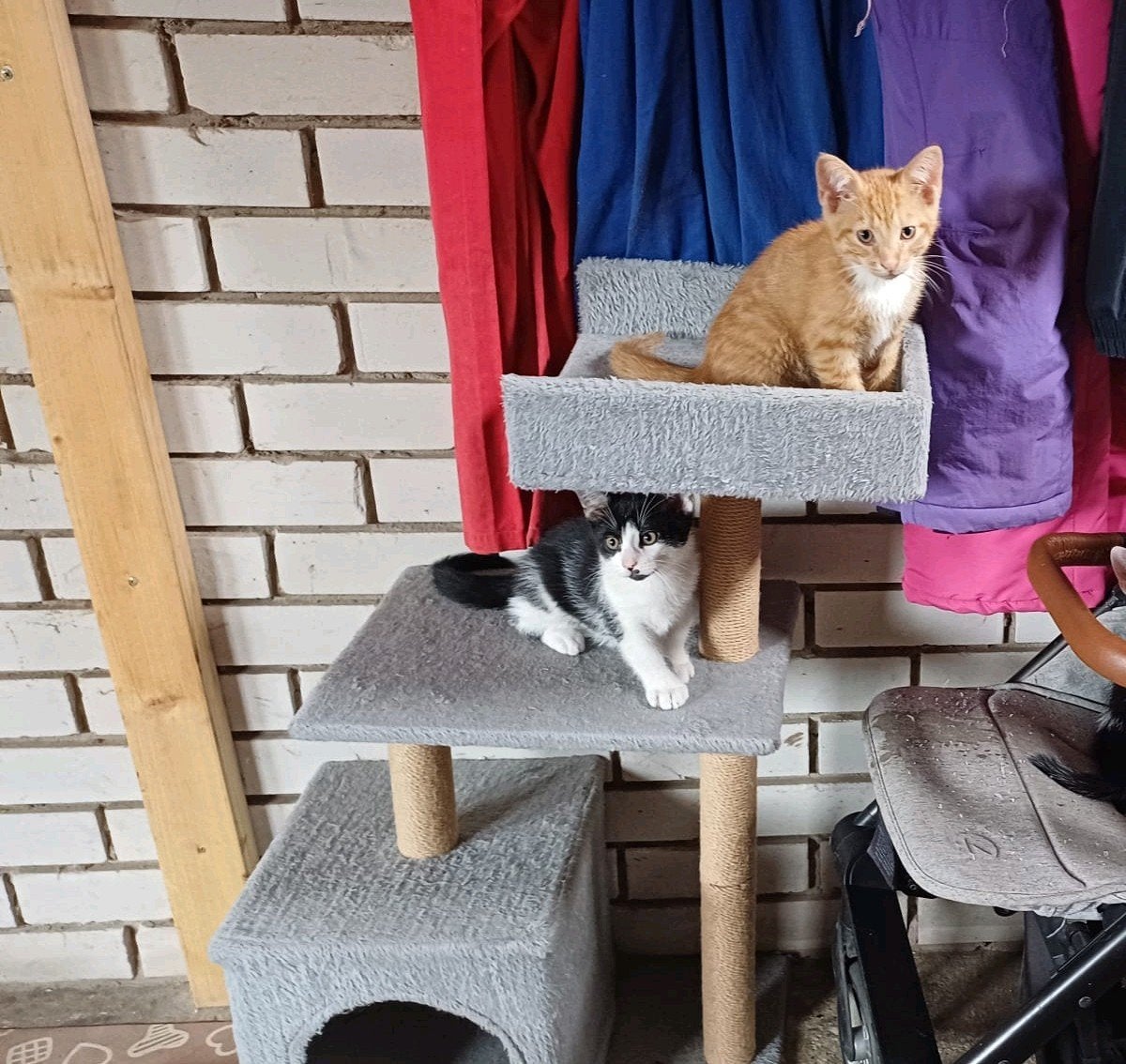 2 kittens te koop, Dieren en Toebehoren