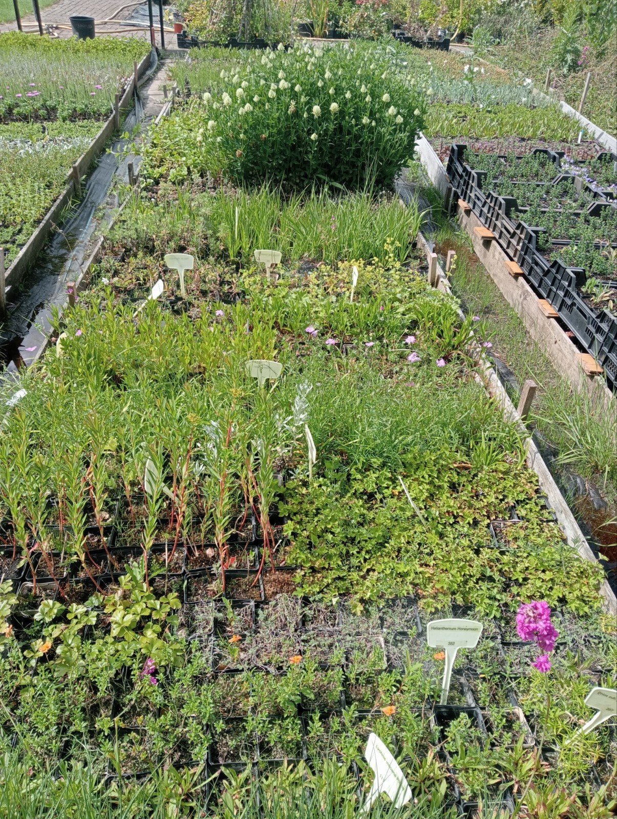 Groot sortiment vaste planten a 1.00 euro, Ophalen, Overige soorten, Volle zon