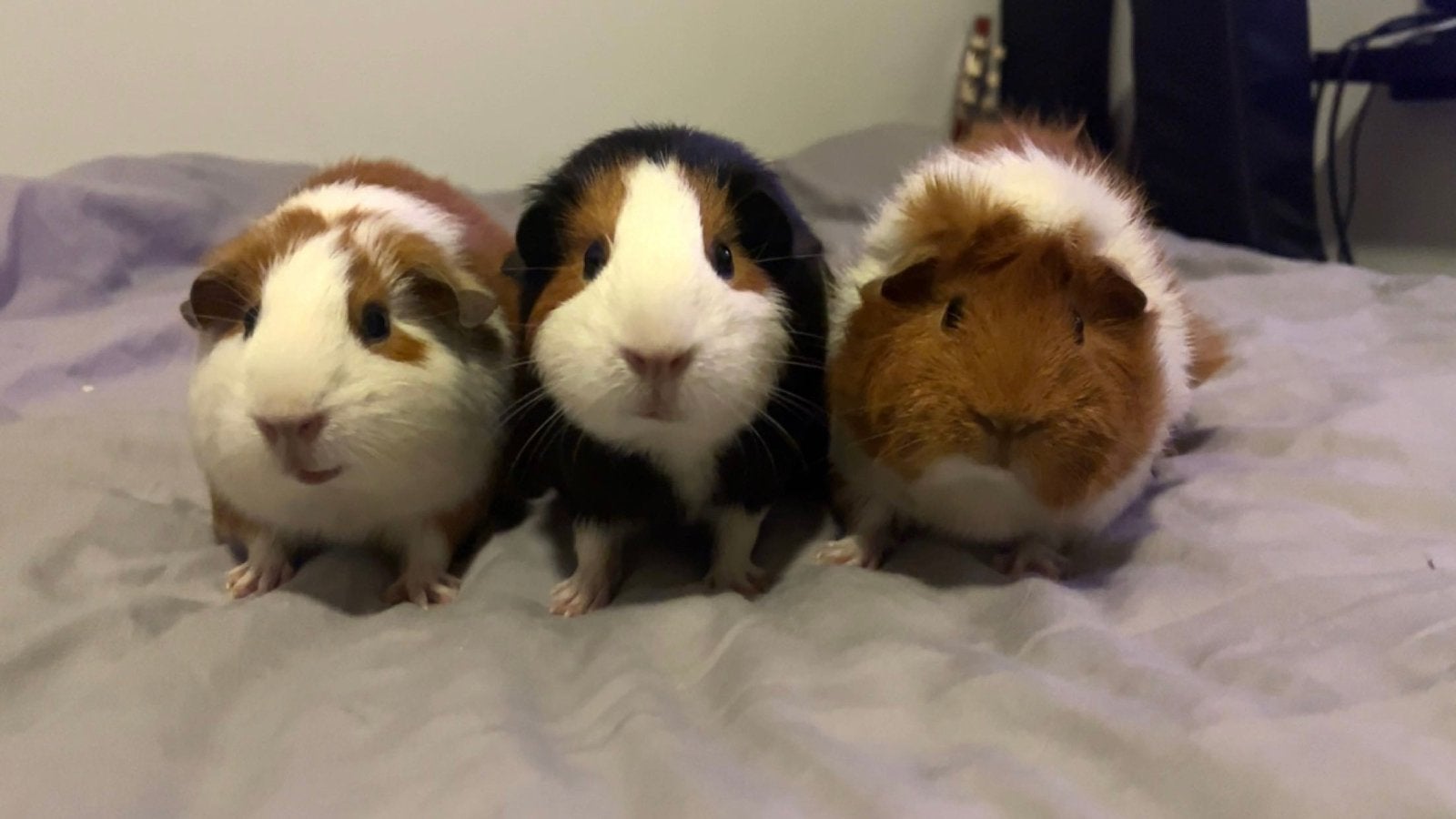 3 lieve cavia meisjes tekoop, Cavia, Vrouwelijk, Tam, September