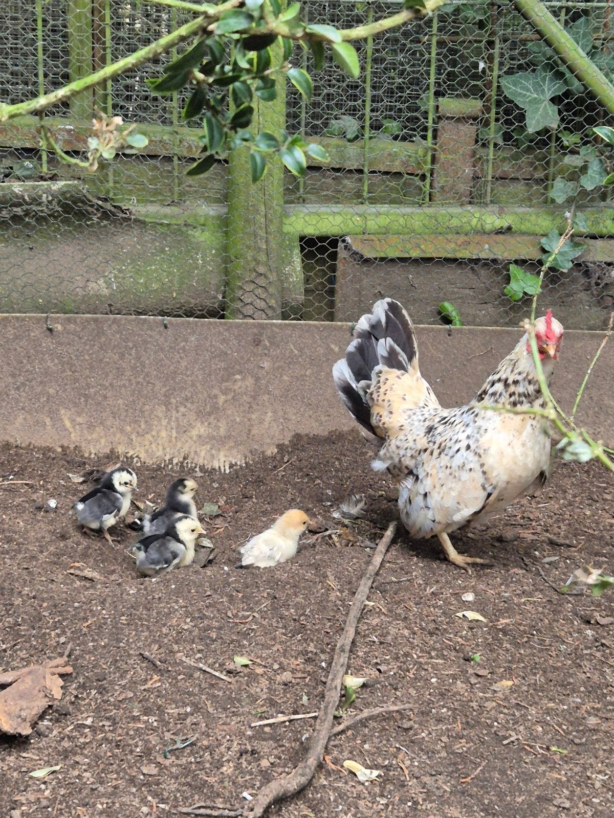 Serama krielen, Dieren en Toebehoren, Meerdere dieren, Kip