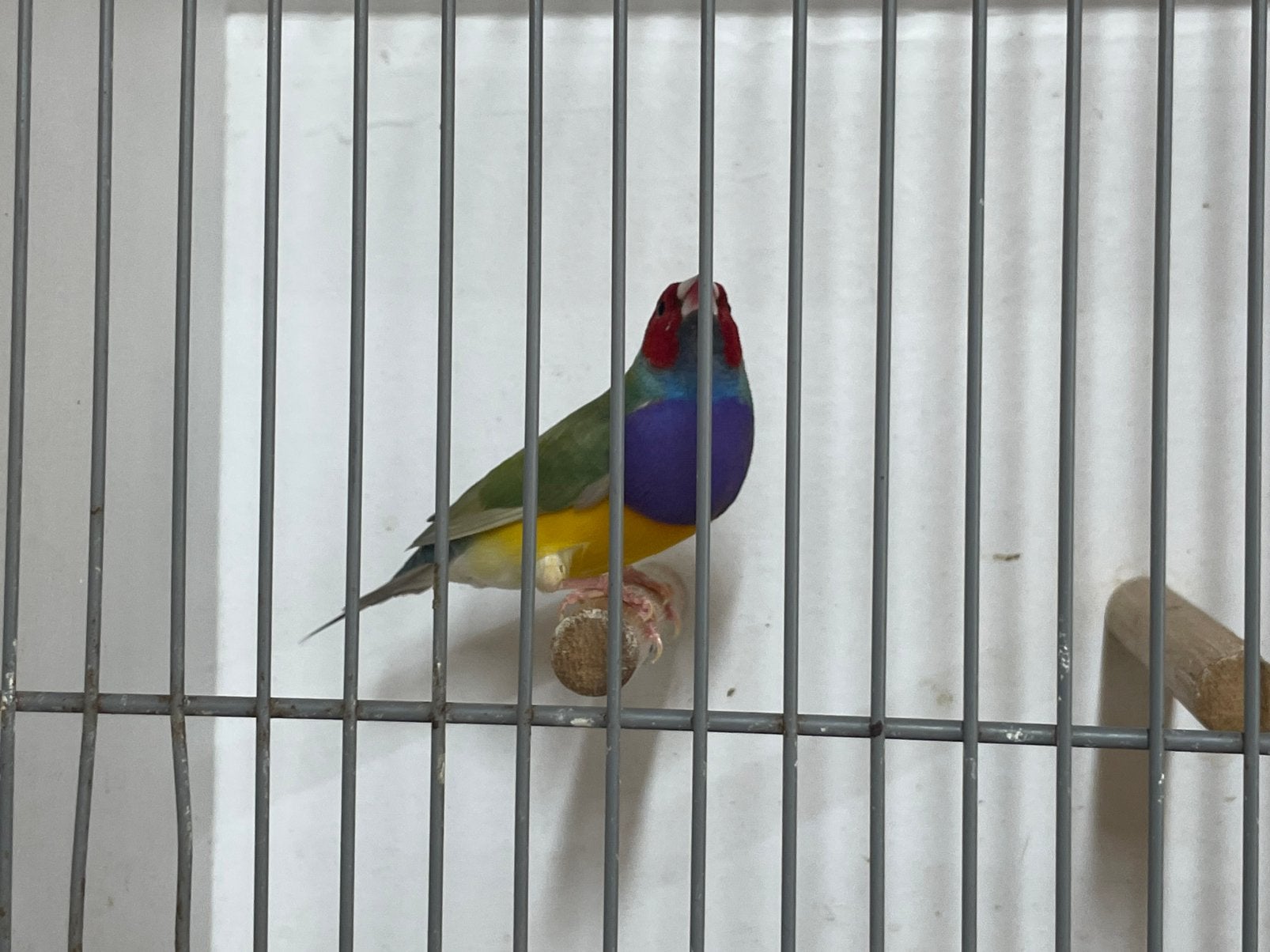 Gouldamadine, Dieren en Toebehoren, Vogels | Overige Vogels, Mannelijk