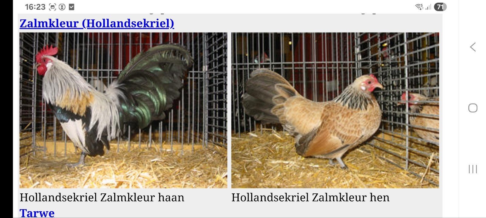 gezocht broedeieren hollandse kriel, Dieren en Toebehoren, Meerdere dieren, Kip