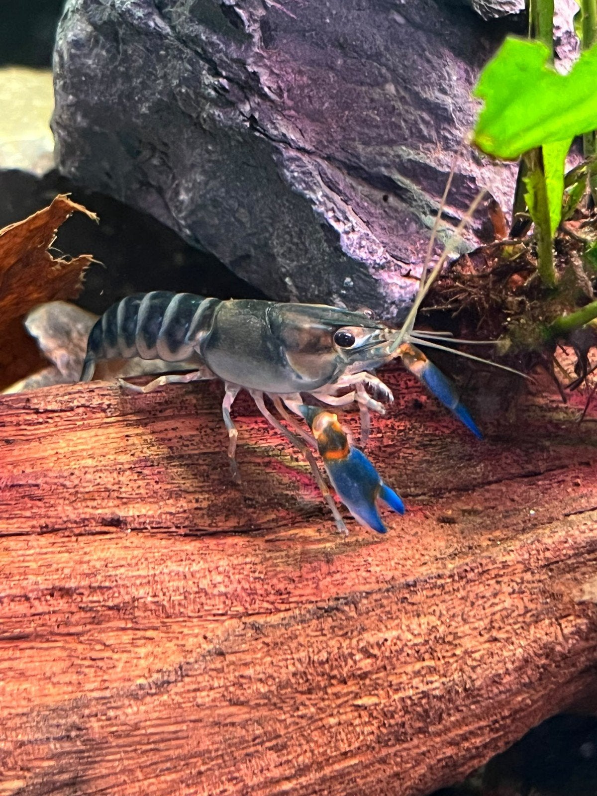 Cherax Peakock kreeften, Dieren en Toebehoren, Kreeft, Krab of Garnaal