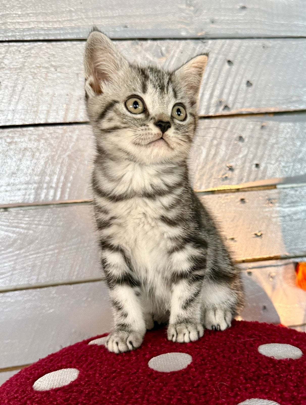 lieve Britse korthaar silver tabby blotched met stamboom, Kater, Met stamboom, 0 tot 2 jaar