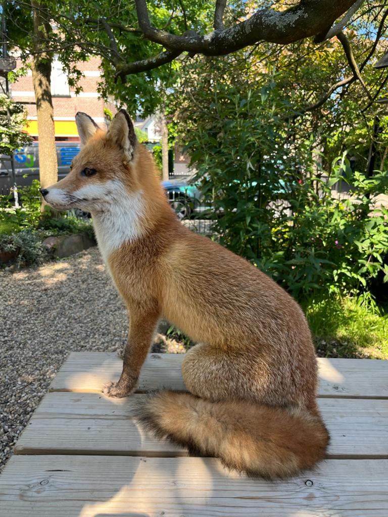 Prachtig opgezette vos - taxidermie, Ophalen of Verzenden, Gebruikt, Wild dier, Opgezet dier