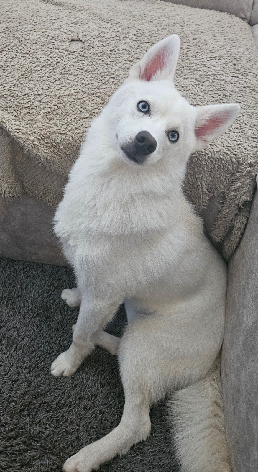 Pomsky reu te koop met benodigheden, 15 weken tot 1 jaar, Reu, Eén hond, Nederland
