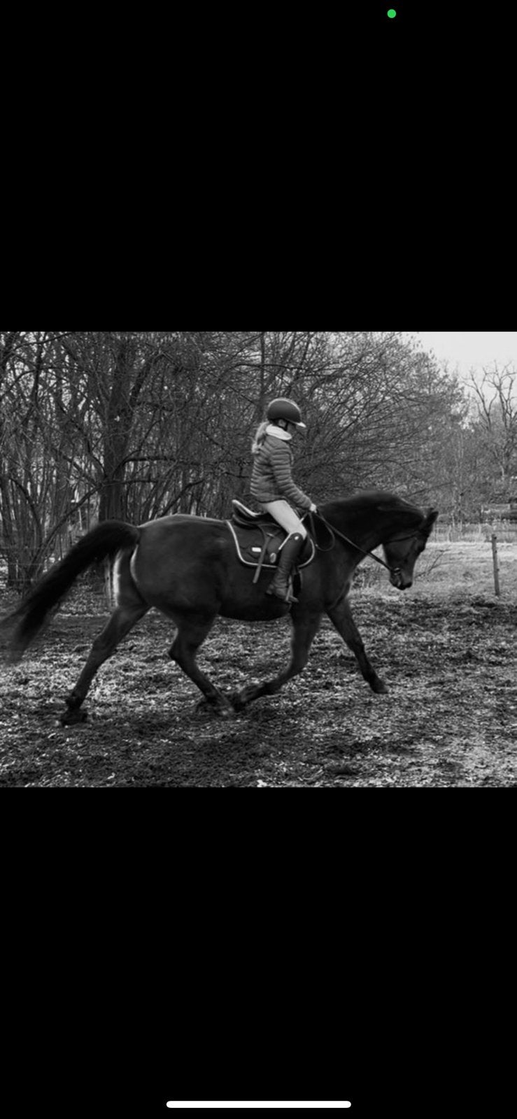 VERKOCHT! Prachtige arabisch volbloed ruin te koop, Minder dan 160 cm, Ruin, 3 tot 6 jaar, Recreatiepaard
