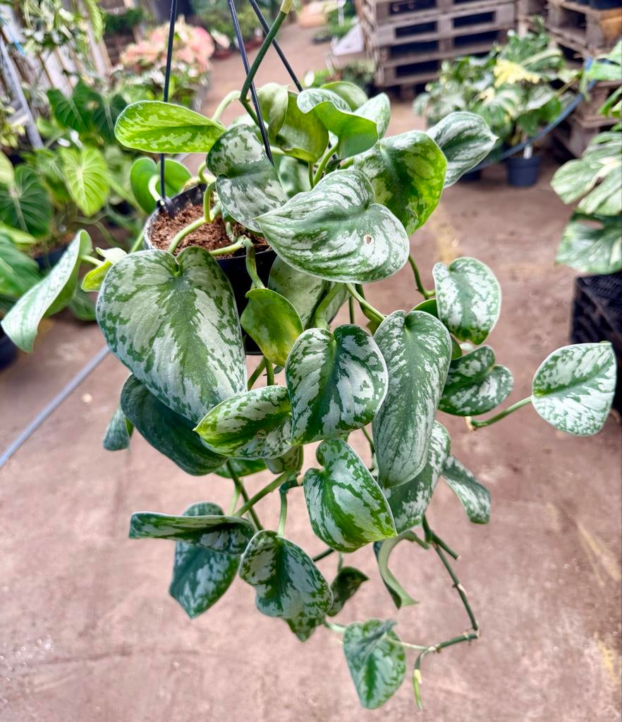 Scindapsus Trebie - Hangplant, Overige soorten, In pot, Minder dan 100 cm, Groene kamerplant