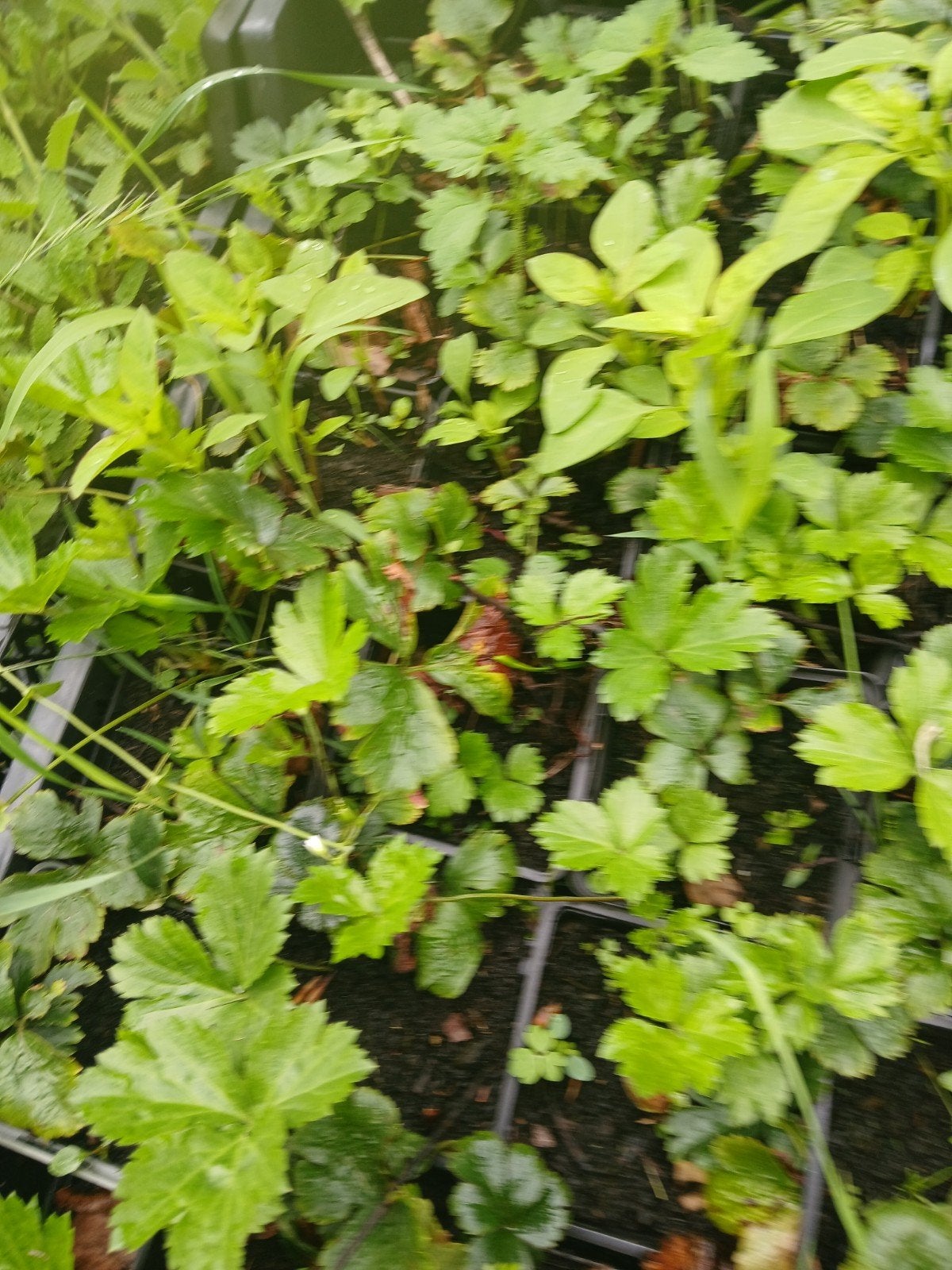 Waldsteinia ternata, Tuin en Terras, Ophalen, Overige soorten, Volle zon