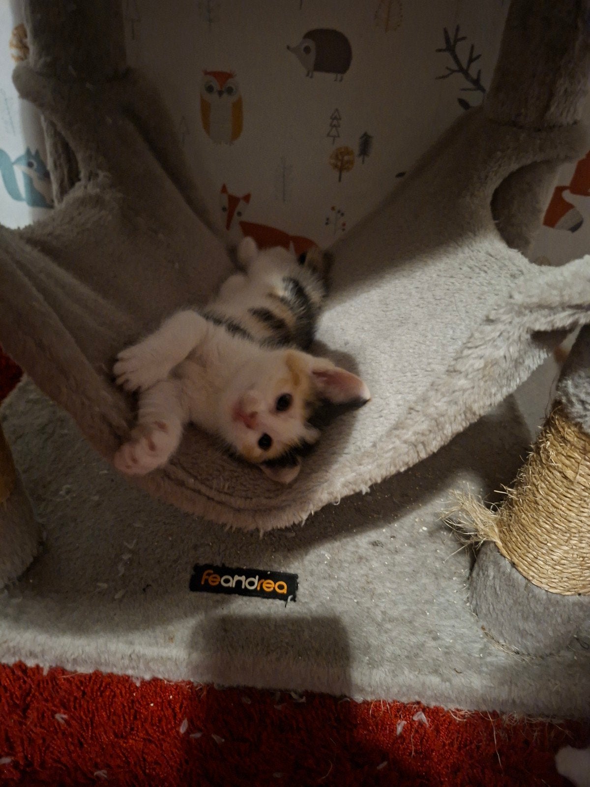 Twee kittens te koop!, Dieren en Toebehoren, Poes, Kortharig, 0 tot 2 jaar