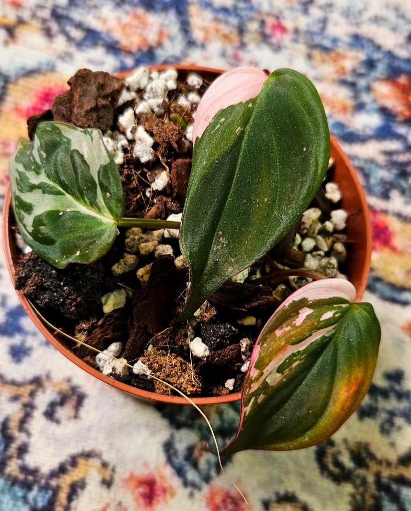 Philodendron Micans Albo Pink variegata, Ophalen of Verzenden, Halfschaduw, Minder dan 100 cm