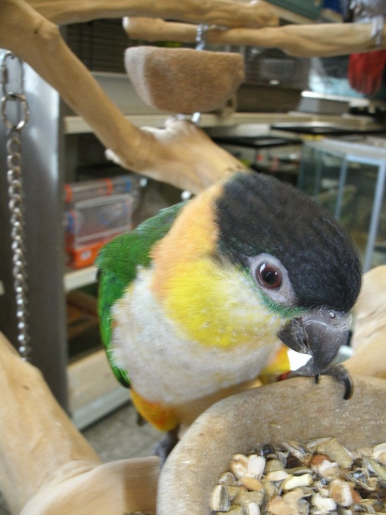 tamme jonge zwartkop  caique, Dieren en Toebehoren, Vogels | Parkieten en Papegaaien, Vrouwelijk, Papegaai, Geringd