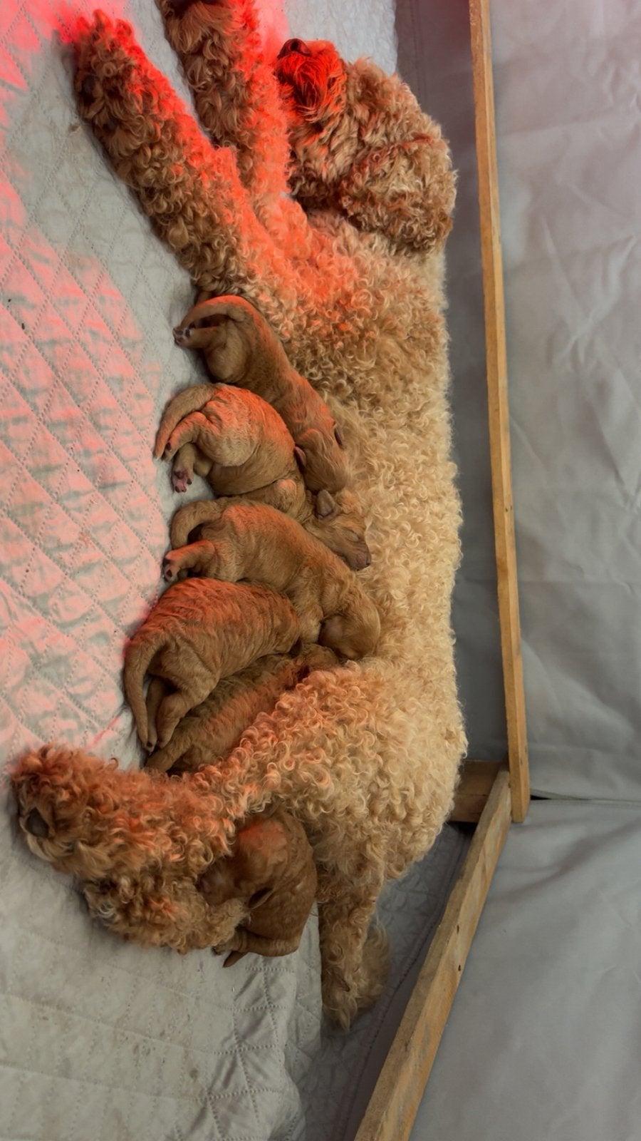 medium australian labradoodle pups, 8 tot 15 weken, Meerdere, Meerdere dieren, Middel
