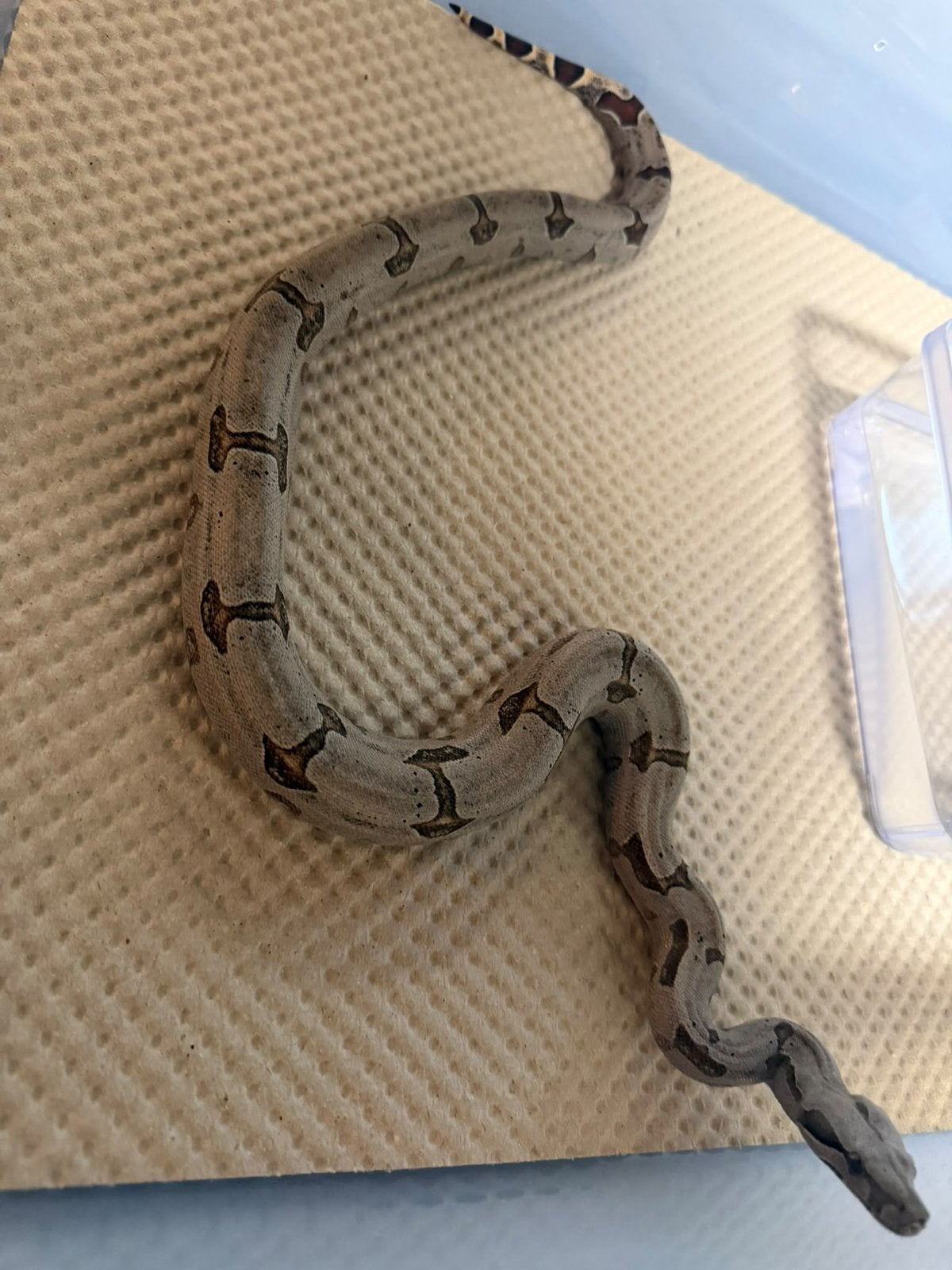 Boa constrictor amarali kortstaart boa 1.1 Boa Constrictor photo 5