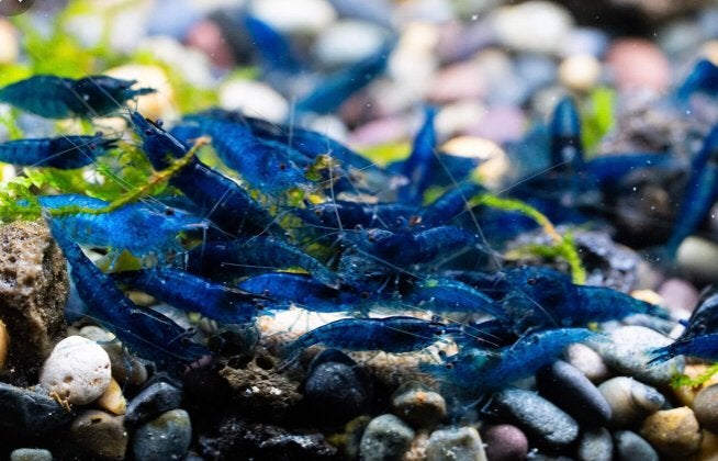 Blue dream garnalen shrimp te koop