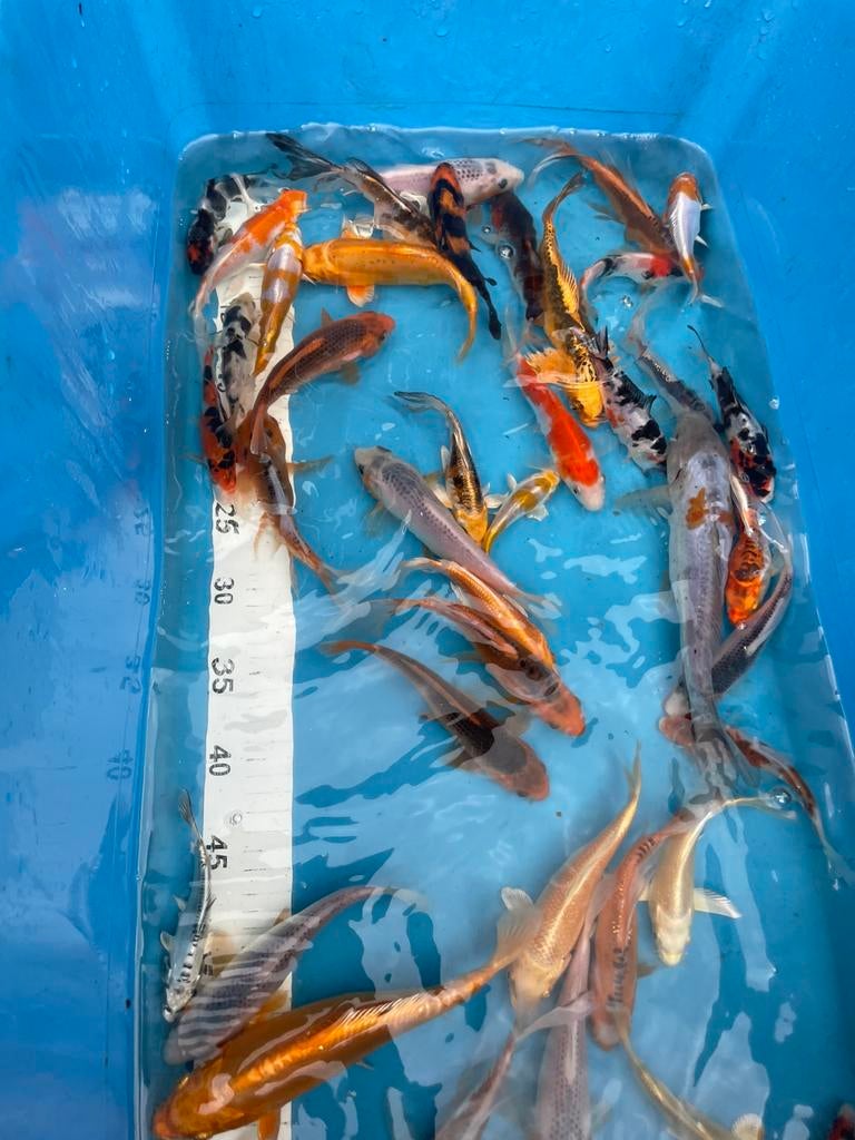 5 halen 4 betalen, Dieren en Toebehoren, Vissen | Vijvervissen, Karper of Koi