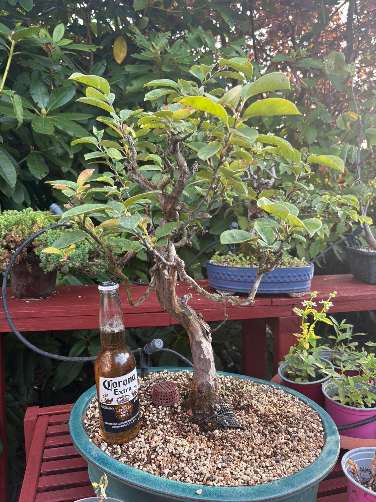 Bonsai collectie, Bloeit niet, Overige soorten, Minder dan 100 cm, Ophalen