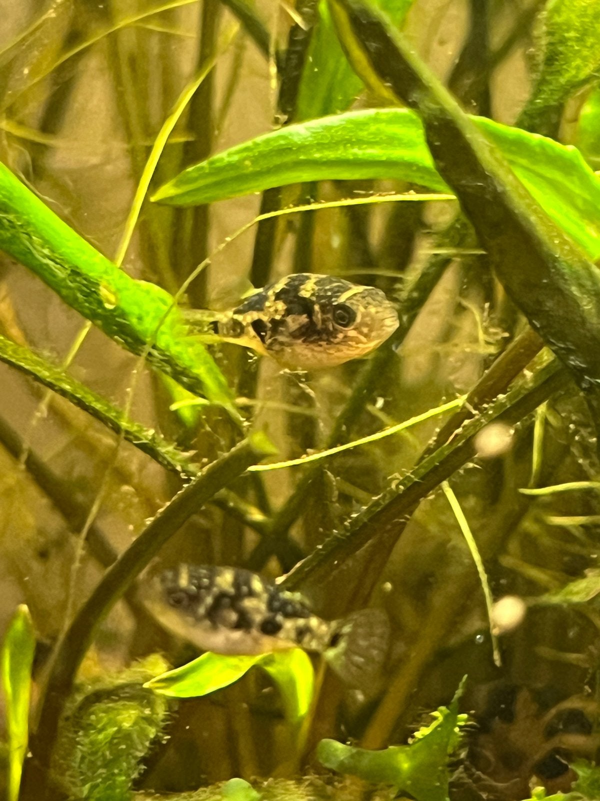 dwergkogelvis, Pea puffer, Dieren en Toebehoren, Vis, Zoetwatervis