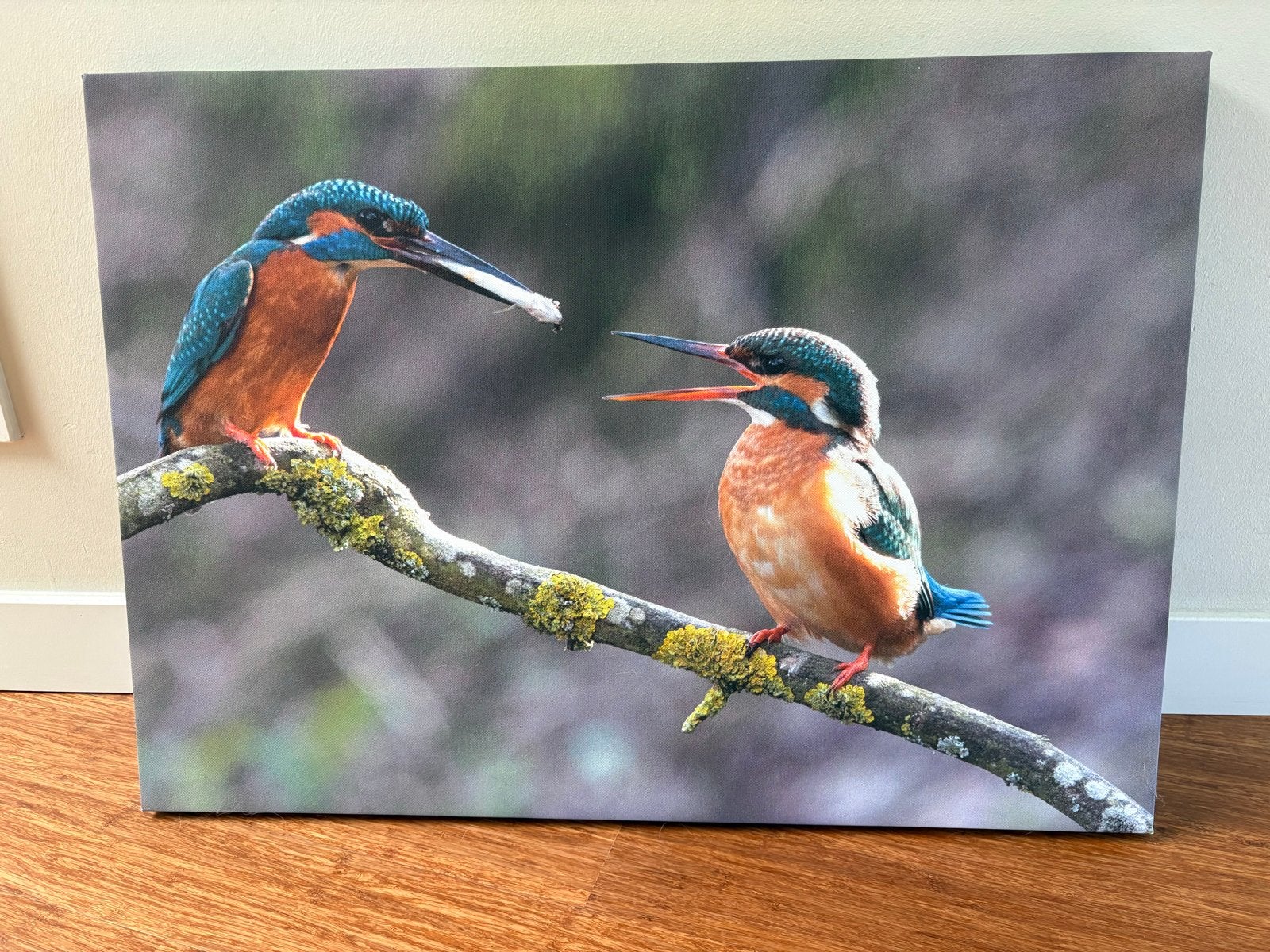 IJsvogels op tak - Canvas print van foto 50 x 70cm, Ophalen, 50 – 75, 50 tot 75 cm, Print