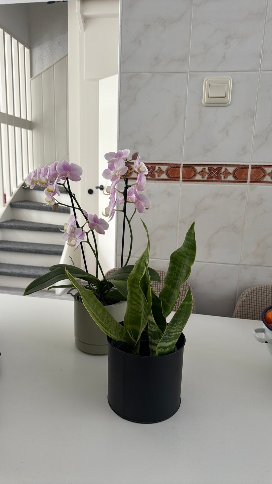 Kamerplant orchidee met pot, Huis en Inrichting, Ophalen of Verzenden, Halfschaduw, Minder dan 100 cm