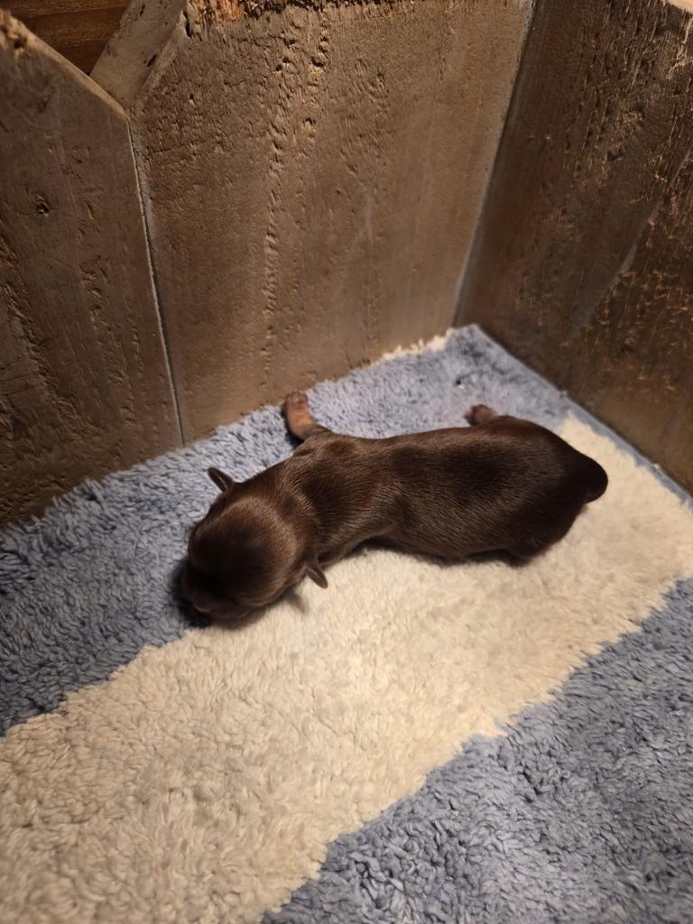 Chihuahua, 8 tot 15 weken, Parvo, Meerdere, Meerdere dieren