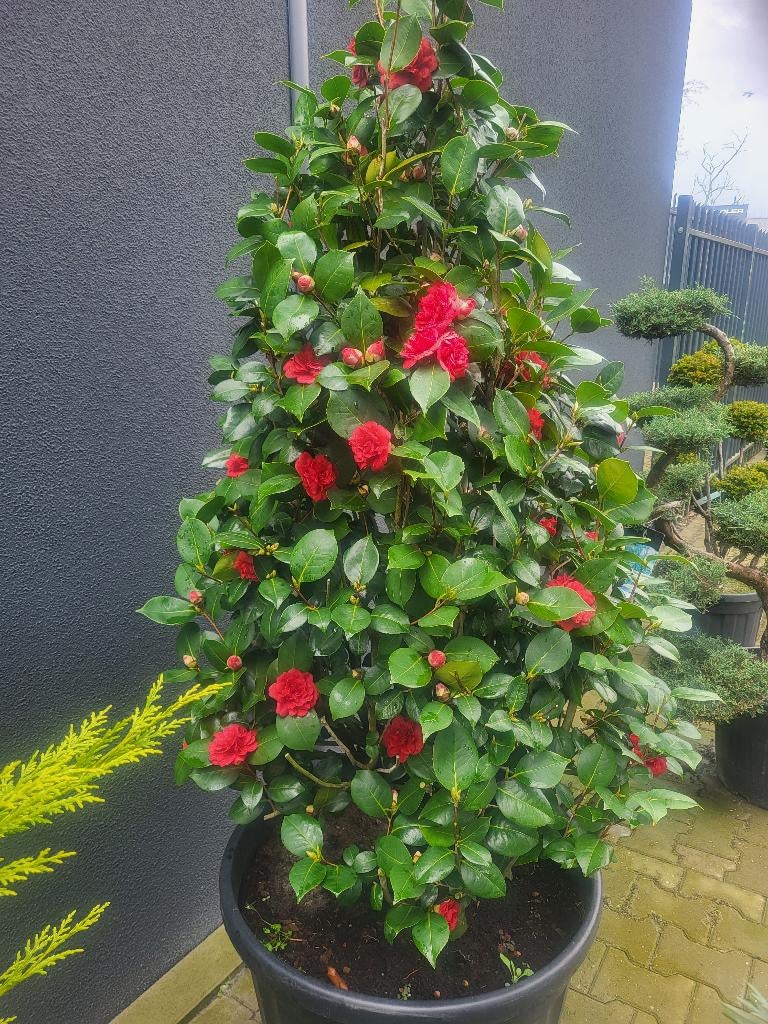 Camelia zuilvorm, Volle zon, Vaste plant, Lente, Ophalen