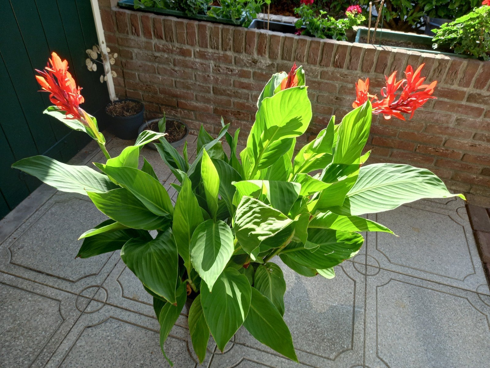 canna plant, Ophalen, Overige soorten, Volle zon