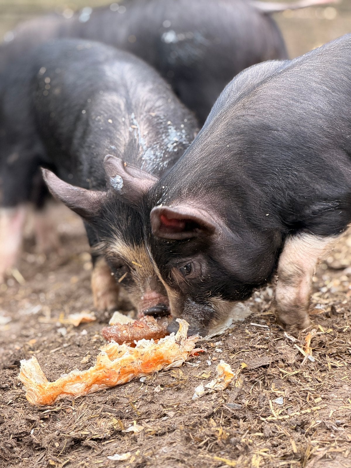 Raszuivere berkshire biggetjes biggen, Dieren en Toebehoren, Meerdere dieren, Varken, 0 tot 2 jaar