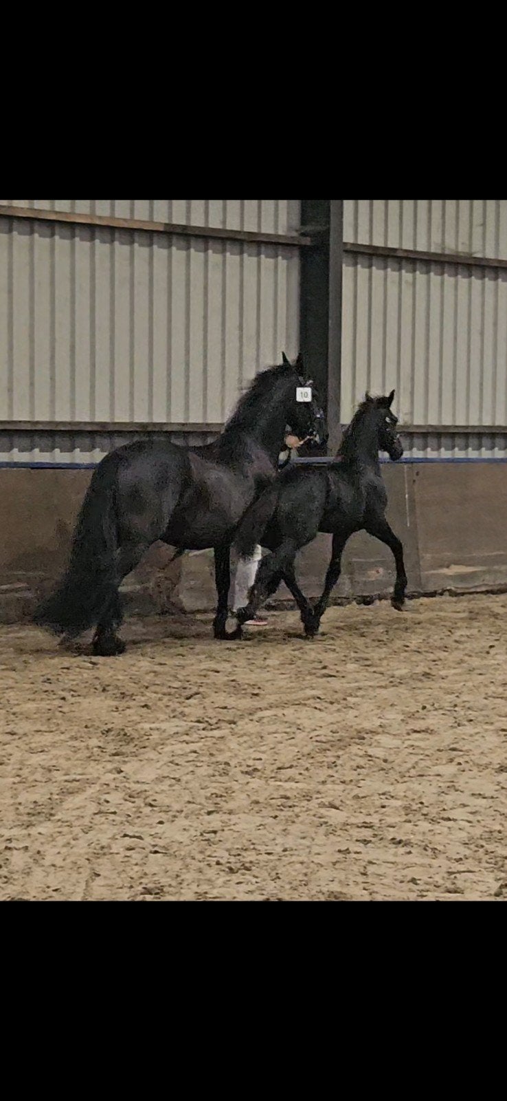 Fries hengstveulen Alger x Aarnold, Dieren en Toebehoren, Hengst, Minder dan 160 cm, 0 tot 2 jaar