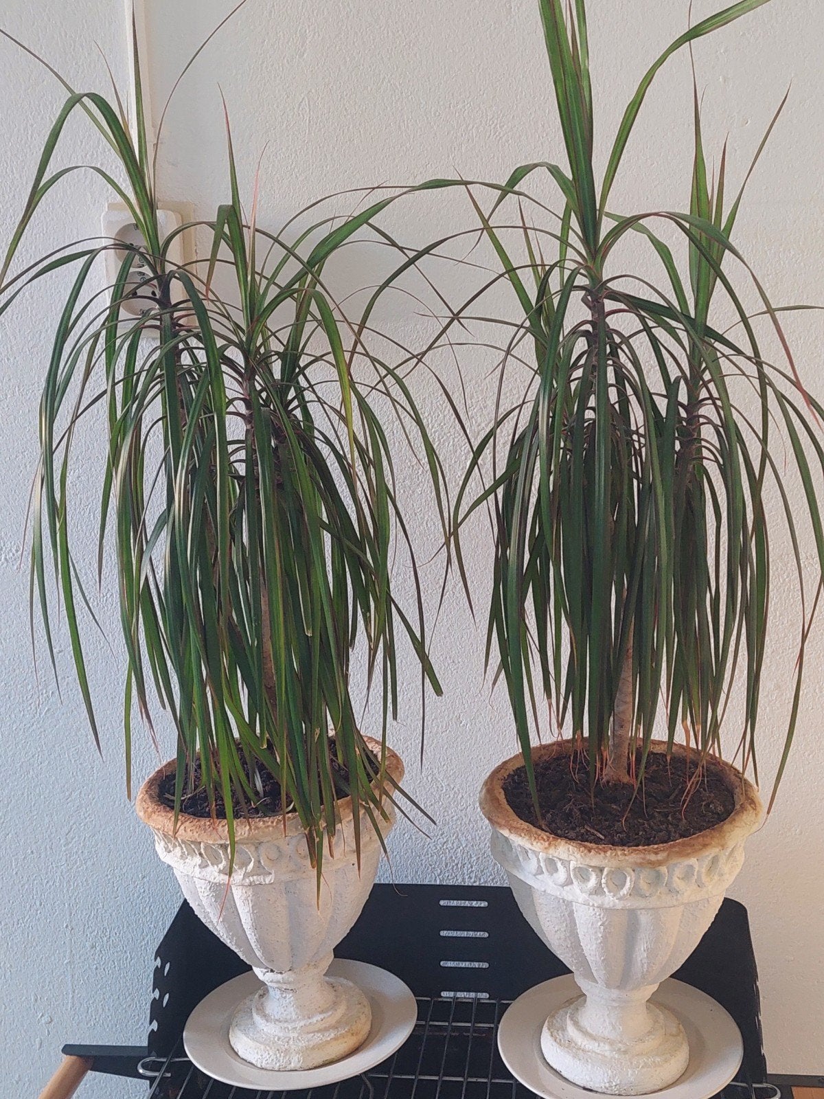 2 Dracaena planten in sierpotten, Vaste plant, Bloeit niet, Halfschaduw, Ophalen