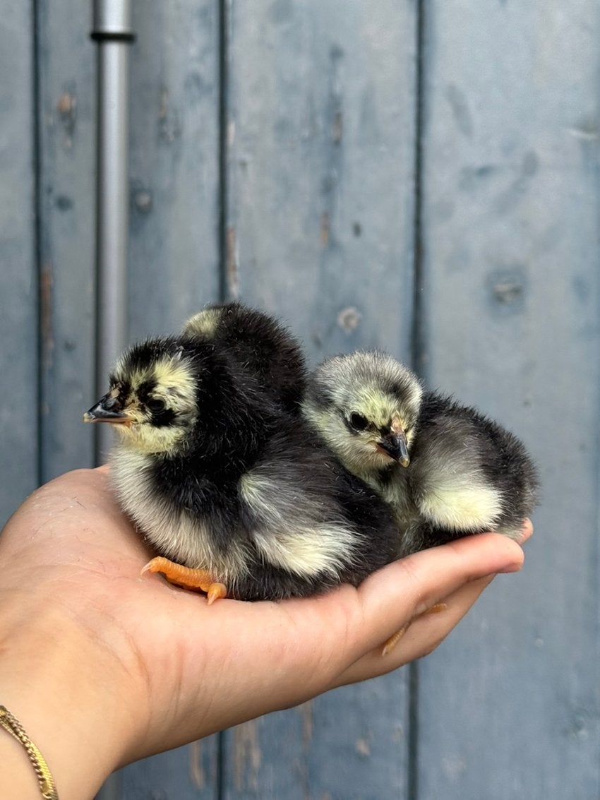 Kuikens legkippen (gekleurde eieren), Meerdere dieren