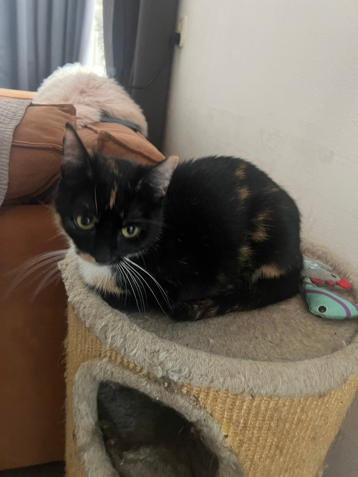 Poes, Poes, Kortharig, 0 tot 2 jaar
