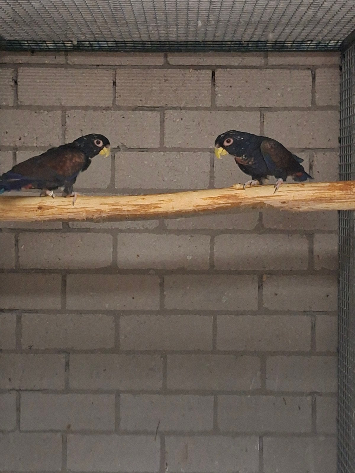 kweekkoppel bronsvleugel papegaaien 2019, Meerdere dieren, Papegaai