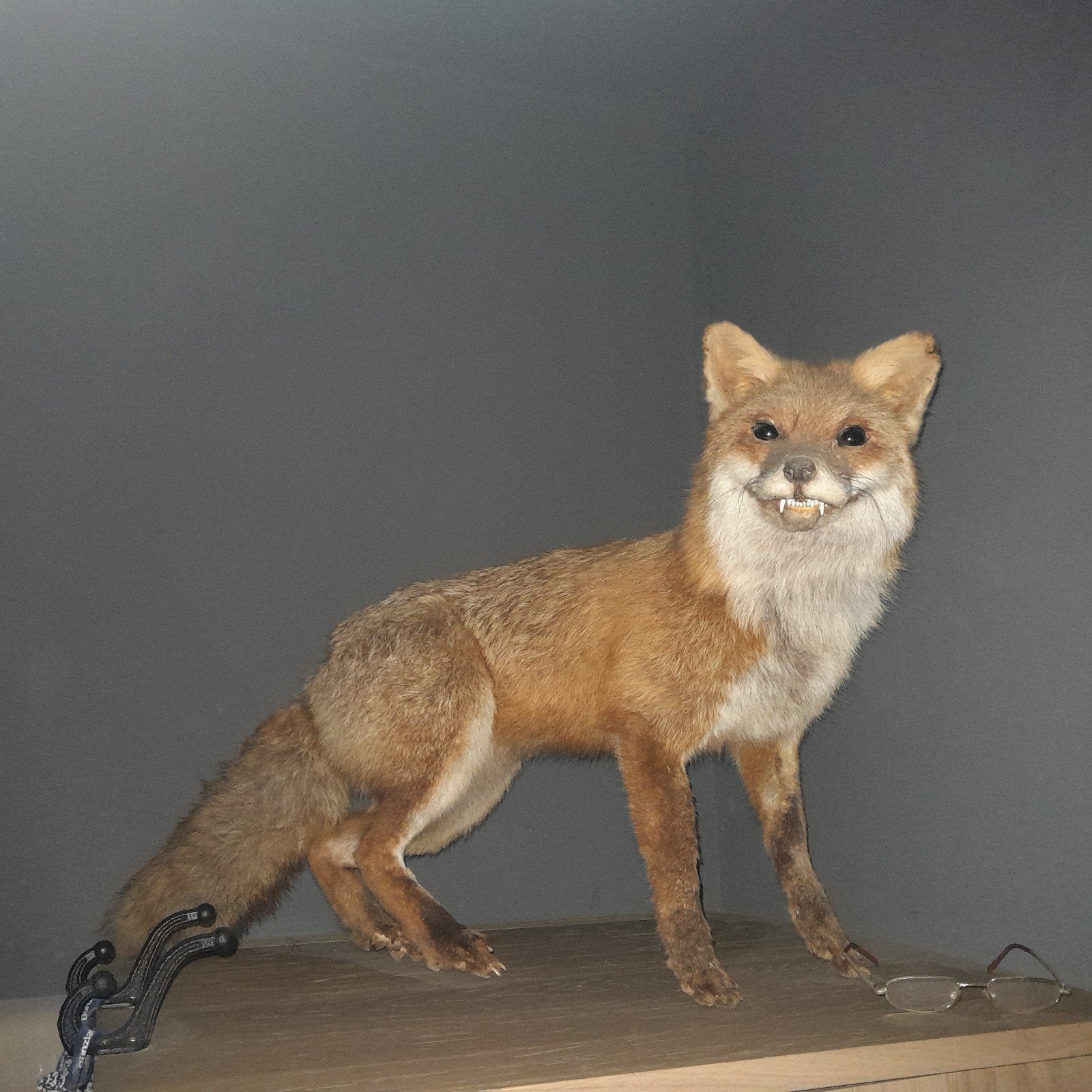 opgezette vos, Ophalen of Verzenden, Zo goed als nieuw, Wild dier, Opgezet dier