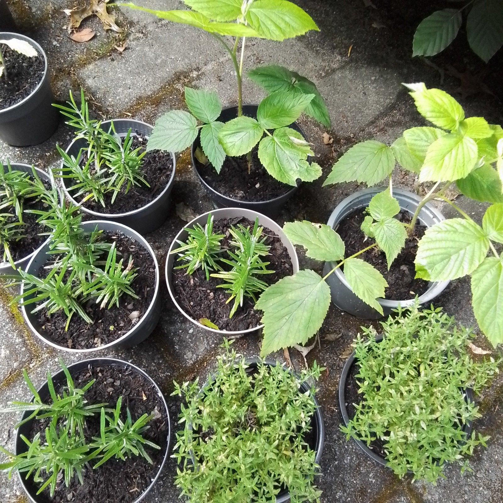 Framboos Rubus Idaeus, Tijm en Rozemarijnplanten in pot., Tuin en Terras, Planten | Tuinplanten, Ophalen, Vaste plant, Volle zon