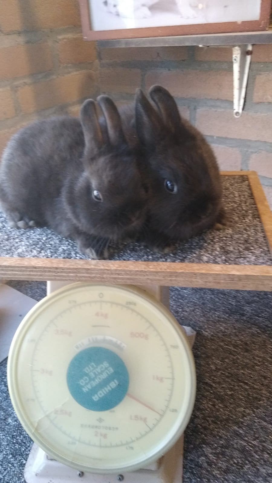 Te koop Kleurdwerg zwart, ram en voedster jong, Meerdere dieren, Dwerg