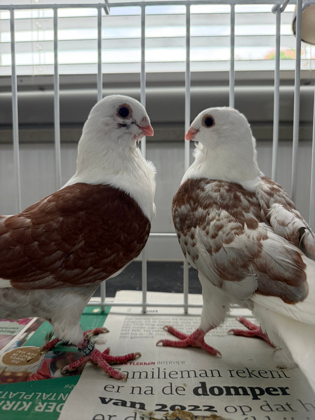 Luikse meeuwen roodschild roodkras, Meerdere dieren, Overige soorten