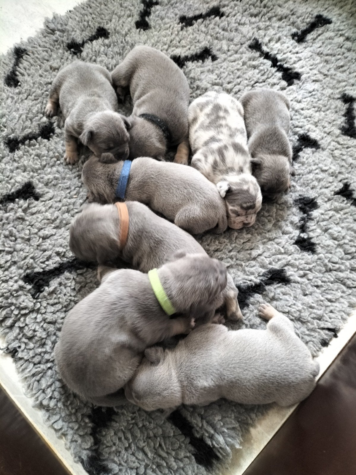 Prachtige Franse bulldog pups, Dieren en Toebehoren, 8 tot 15 weken, Bulldog, Meerdere, Meerdere dieren
