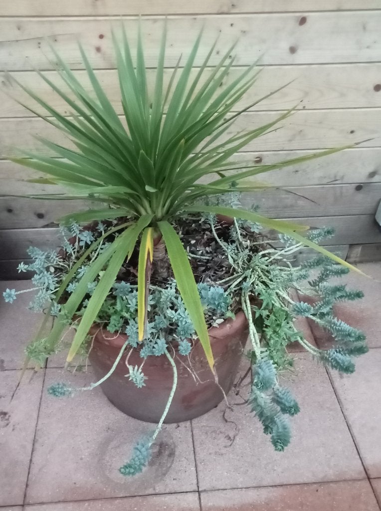 KOOLPALM CORDYLINE  WOLFSMELK GROTE AARDEWERK TERRACOTTA POT, Ophalen, Vaste plant, Overige soorten, Volle zon