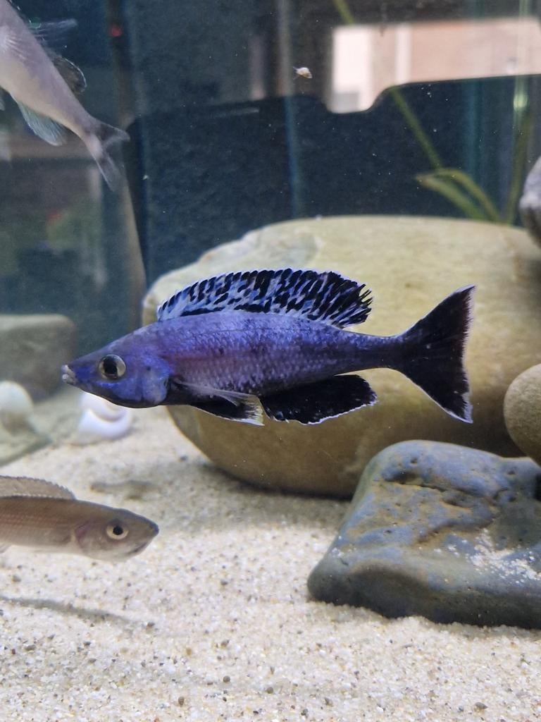 F1 Cyprichromis sp Brilliant jumbo Kitumba  Tanganyika, Dieren en Toebehoren, Vissen | Aquariumvissen, Vis, Zoetwatervis, Schoolvis