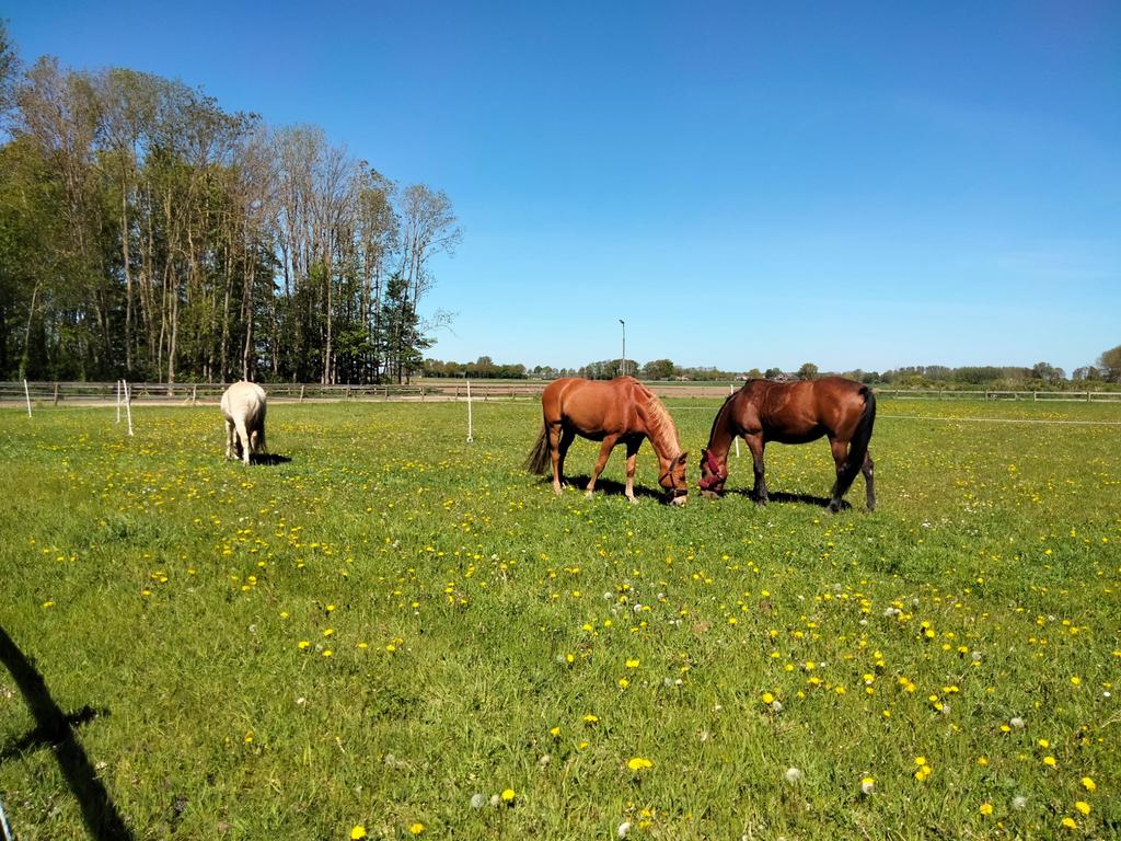 Plek vrij op paddock paradise, Stalling