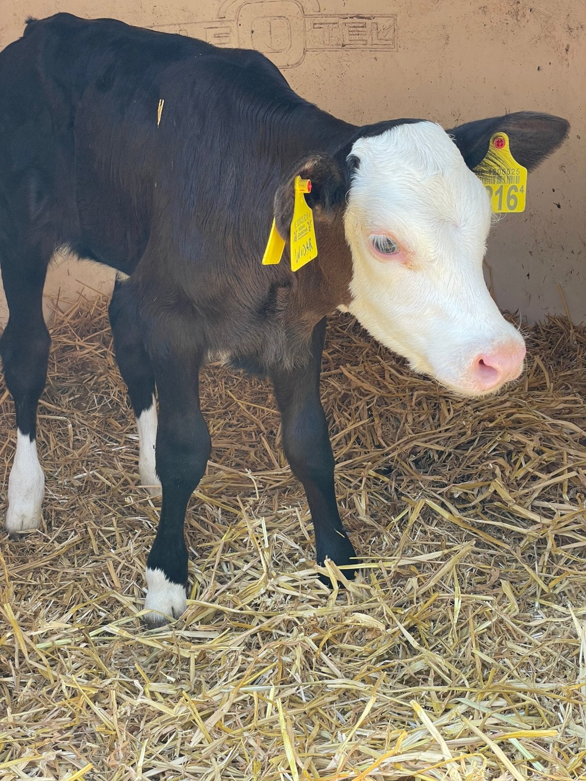 Knap Blaarkop x Holstein vaarskalf, Dieren en Toebehoren, Runderen, Vrouwelijk, 0 tot 2 jaar