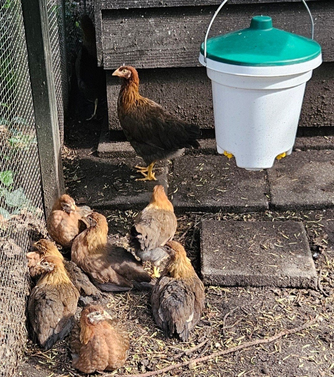 Welsumer hennen groot ras, Dieren en Toebehoren, Pluimvee, Vrouwelijk, Kip