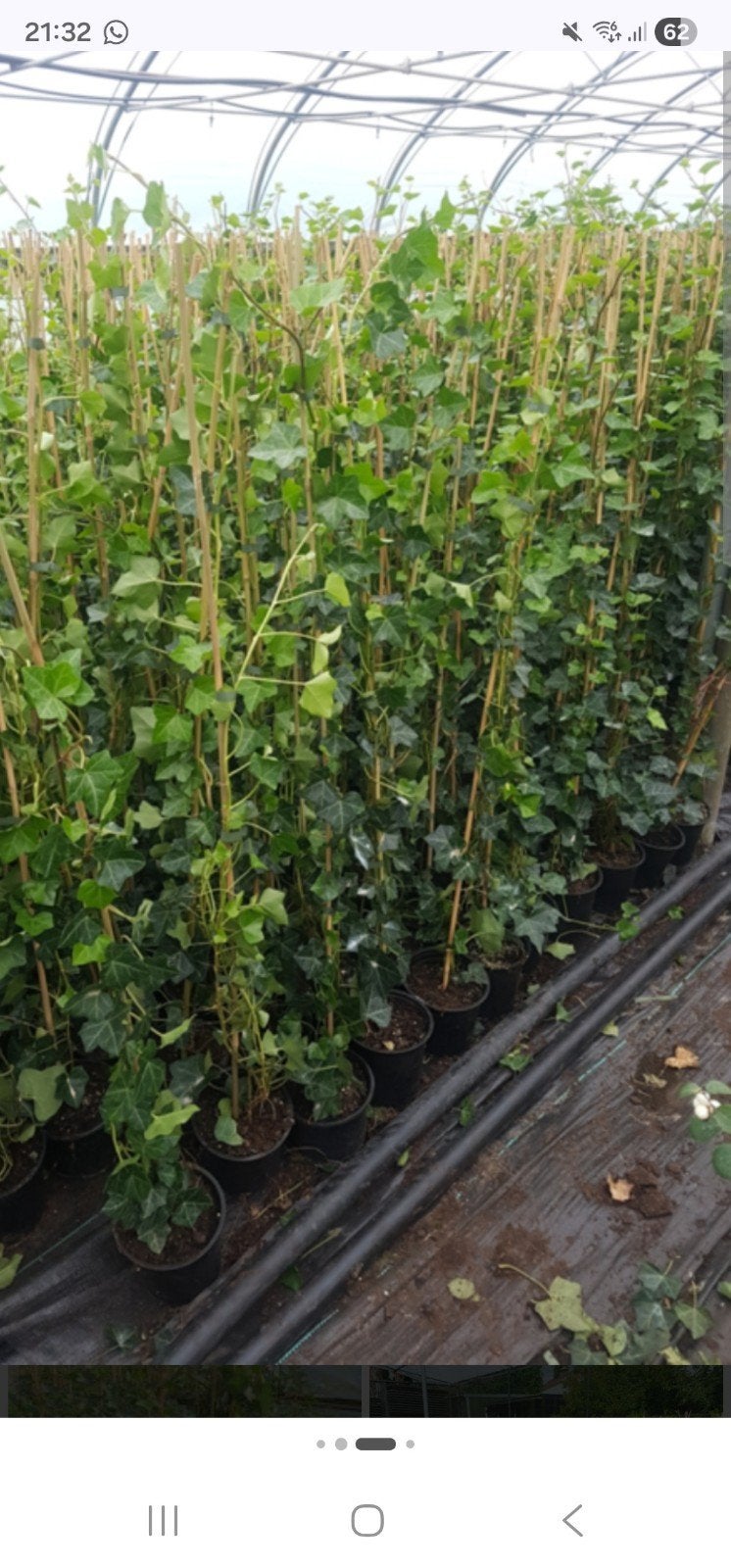 Hedera (Klimop) in pot - Diverse maten beschikbaar, Ophalen