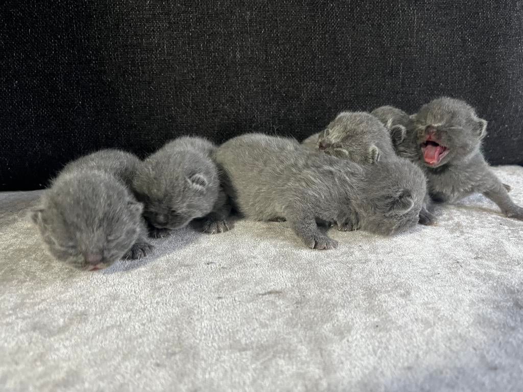 Britse Korthaar Kitten (Blauwe Raskatten ), Dieren en Toebehoren