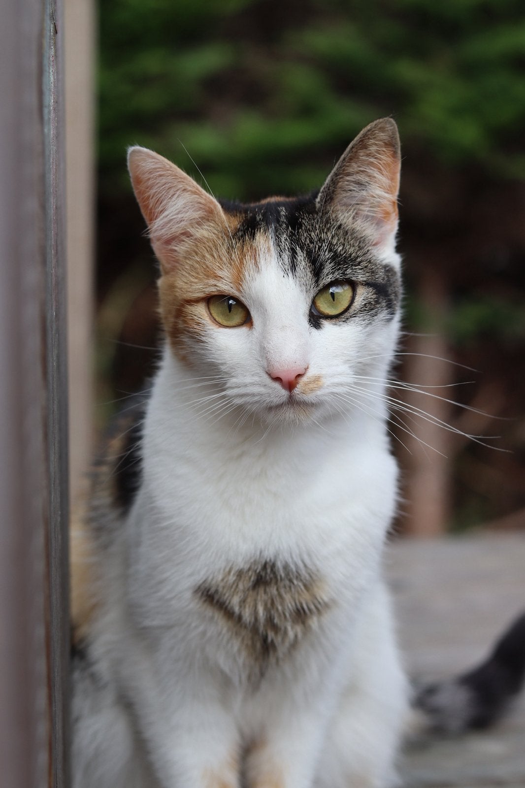 Nieuw baasje voor Coco, Poes