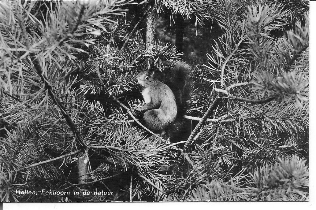 Oude ansichtkaart Holten: Eekhoorn in de natuur, Ophalen of Verzenden, 1960 tot 1980, Ongelopen, Overijssel