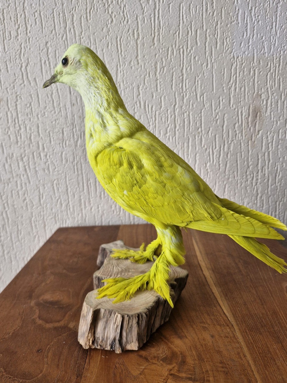 Een prachtige opgezette gele duif!Nr 2, Ophalen of Verzenden, Nieuw, Vogel, Opgezet dier
