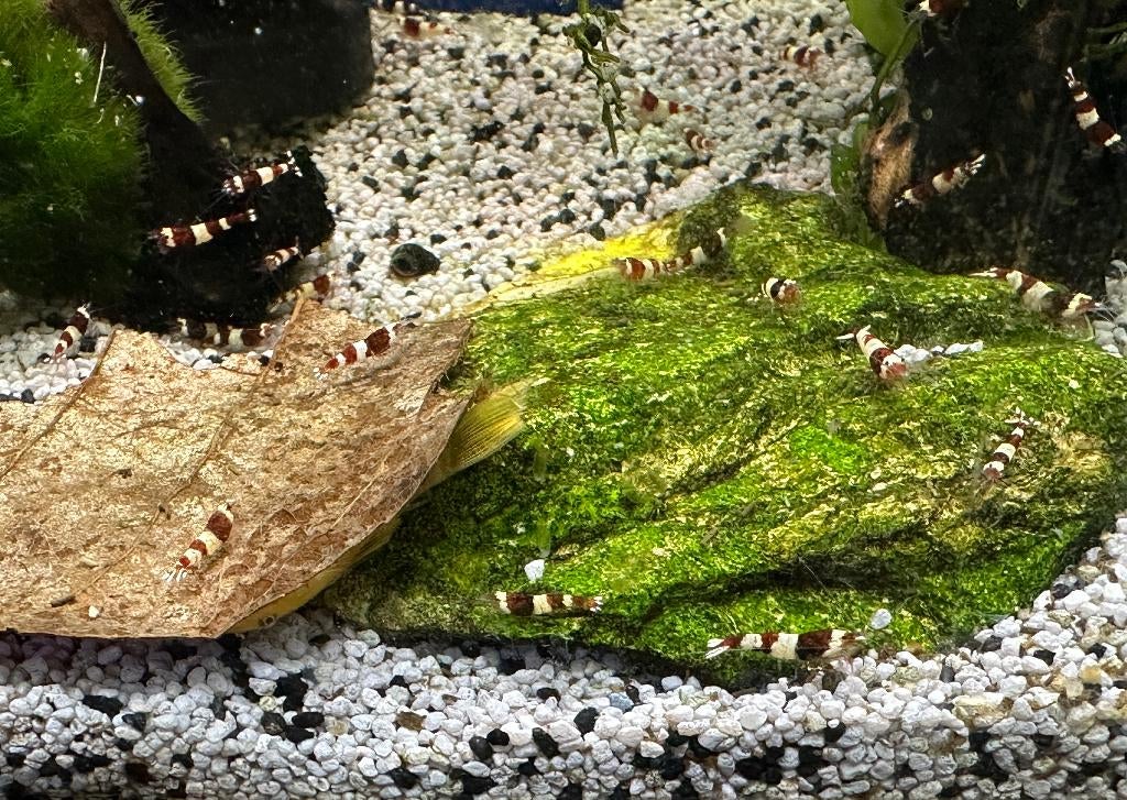 Dark Red Wine King Kong Shrimp (Caridina) op leidingwater, Kreeft, Krab of Garnaal, Zoetwatervis, Schoolvis